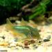 ( тропическая рыба ) Corydoras * подсветка -tas зеленый ( wild )(1 шт ) Okinawa доставка отдельно Hokkaido авиапочта необходимо теплоизоляция 