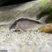 ( тропическая рыба ) Corydoras * super arc atas( wild )(1 шт ) Hokkaido * Kyushu авиапочта необходимо теплоизоляция 