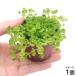 ( water plants ) potted plant Large pearl-grass ( water leaf )( less pesticide )(1 pot )