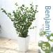 ( декоративное растение ) большой интерьер fi rental Benjamin ba блокировка 5 номер (1 горшок )PVP