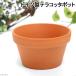 succulent plant Germany made terra‐cotta pot ( inside diameter 12× height 7.5cm) hole equipped SAG12-0 1 piece 