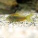 ( тропическая рыба ) Corydoras * подсветка -tas Gold ( wild )(1 шт ) Hokkaido авиапочта необходимо теплоизоляция 