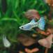 ( тропическая рыба ) metal голубой стакан Guppy ( местного производства Guppy )(1 пара ) Hokkaido авиапочта необходимо теплоизоляция 