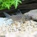 ( тропическая рыба ) Corydoras *retikyula-tas( wild )(1 шт ) Hokkaido авиапочта необходимо теплоизоляция 
