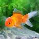 ( domestic production goldfish ) Holland Lion Mask (1 pcs )