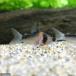 ( тропическая рыба ) Corydoras *te.pli Calle незначительный ( bleed )(1 шт ) Hokkaido авиапочта необходимо теплоизоляция 