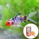 ( domestic production goldfish ). writing gold (1 pcs )+ Kyorin Gold p Roth 50g set Honshu Shikoku limitation 