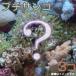 ( coral ). one person sama 1 point limit incidental small coral ( soft coral )(3 piece )