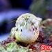( морская рыба ) рак-отшельник Okinawa производство белый коралл рак-отшельник (3 шт ) Hokkaido авиапочта необходимо теплоизоляция 