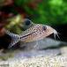( тропическая рыба ) Corydoras *re Opal da spec Roo ( wild )(3 шт ) Hokkaido * Kyushu авиапочта необходимо теплоизоляция 