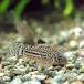 ( тропическая рыба ) Corydoras *toli Linea -tas( wild )(3 шт ) Hokkaido * Kyushu авиапочта необходимо теплоизоляция 