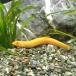 ( freshwater fish )hidojouS size (3 pcs )