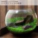  аутентичный стиль бутылка aqua. основа ~ высокий Glo filler. ..~