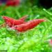 ( shrimp ) red fire - shrimp (10 pcs ) Hokkaido * Kyushu air mail necessary heat insulation 