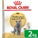 Royal kana n кошка желтохвост салфетка Short волосы 2kg Zip есть . один человек sama 5 пункт ограничение 
