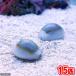 ( saltwater fish ). is navi la Takara gai(15 pcs )