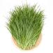 ( декоративное растение ) местного производства .. длина сырой трава итальянский lai стакан 500g... суша gameUSAYAMA