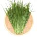 ( декоративное растение ) местного производства .. длина сырой трава итальянский lai стакан 100g... суша gameUSAYAMA