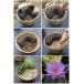 ( biotope ) water lily . obi . water lily ( water lily )( blue )tina water side plant 3 kind set ....25×200cm attaching Honshu Shikoku limitation . one person sama 1 point limit 