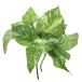 re Bill Queen re Bill поддельный растения мрамор pothos 