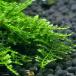( водоросли ) Moss sp. якорь пудинг cup ( подводный лист )( нет пестициды )(1 шт )