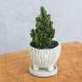 ( декоративное растение ) selection незначительный кактус японский стиль керамика растение в горшке горшок цвет случайный (1 горшок ). тарелка есть . скала песок суккулентное растение модный подарок 