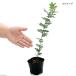 ( декоративное растение ) Akashi amimo The 3.5 номер (5 pot )o-ji- растения 