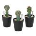 ( суккулентное растение ) кактус контактный . дерево кактус случайный 3 номер (1 горшок )