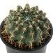 ( суккулентное растение ) кактус parotia лев . круг (sisio лошадь ru) 3 номер (1 горшок )