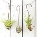( декоративное растение ) случайный воздушный растения тросик держатель есть (1 шт )
