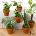 ( decorative plant ) terra‐cotta plant Mini incidental decorative plant (1 pot ) moss potted plant stylish interior present 