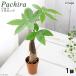 ( декоративное растение ) pakira 2 номер длинный (1 горшок )
