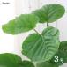 ( декоративное растение )fi rental umbellata 3 номер (1 pot )