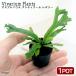 ( декоративное растение )bi шероховатость um растения as pre nium anti Koo mrez Lee 3cm pot (1 pot )