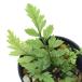 ( декоративное растение )bi шероховатость um растения hi механизм nawalabi3cm pot (1 pot )