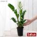 ( декоративное растение ) The mi ok LUKA s4 номер (1 горшок )