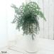 (観葉植物)アローカリア ヘテロフィラ シマナンヨウスギ 白セラロング鉢 7号(1鉢)(受け皿付) 沖縄別途送料