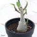 ( суккулентное растение )ateniumobsm3~3.5 номер (1 pot )ko- Dex 