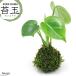( декоративное растение ) кокэдама монстера (1 шт )