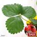 ( декоративное растение ) овощи рассада клубника ... сырой 3 номер (1 pot ) огород клубника рассада фрукты фрукты 