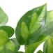 ( декоративное растение ) pothos свечение bar зеленый 3 номер (1 pot ) PVP товар вид регистрация .. средний 