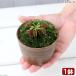 ( meal insect plant ) moss bonsai fly toli saw hole have Mashiko . plant pot restoration (1 pot ) mountain moss 