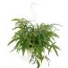 ( декоративное растение ) Asian tamhispidurum подвешивание горшок модель 5 номер (1 горшок )