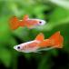 ( тропическая рыба ) полный красный лента Guppy ( местного производства Guppy )(1 Trio ) Hokkaido авиапочта необходимо теплоизоляция 