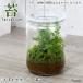 ( декоративное растение ) мох Terrarium случайный или sis рассада стекло бутылка L инструкция есть koke террариум мох tera koke tera мох интерьер 