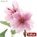 ( луговые и горные травы ) бонсай Sakura ( Sakura )....( Fuji Sakura ) 3 номер (1 pot )(.. состояние )