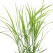 ( biotope ) water side plant . rice. seedling old fee rice god ..( can ni ho )3 number (1 pot ).. for . free research 