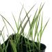( biotope ) water side plant . rice. seedling old fee rice purple black rice ......3 number (1 pot ).. for . free research glutinous rice 