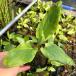 ( биотоп ) водное растения . ввод рукоятка geshou(1 pot ). вода растения 
