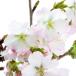 ( луговые и горные травы ) бонсай Sakura ( Sakura ) юг dono Sakura (naten The kla)4~5 номер (1 горшок )